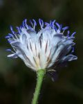 Cephalaria transsylvanica